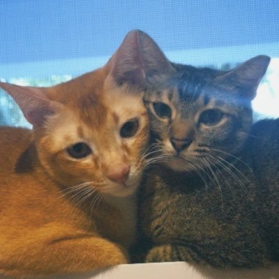 afiqahahah's profile picture. pssspspssspsspspss