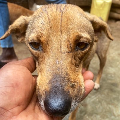 stand_withmet's profile picture. we fight for animal rights, help us protect them with food, shelter,and medicine 💊 link in bio to help 👇👇👇👇👇👇👇🙏