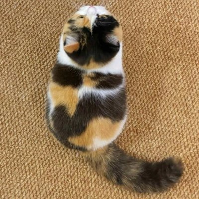 L402scan's profile picture. 