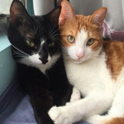 gummizelly's profile picture. 깜고 치즈냥 교배 추진 위원회