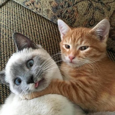 Hikamoto447231's profile picture. Cricket fan