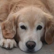 Stef55cel's profile picture. @JulianaDiasR30 est ma Reine, elle à tout pouvoir sur moi, elle ordonne, j’exécute,  c'est la plus belle, la plus puissante briseuse de cerveaux,