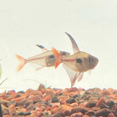 okinanoengawa's profile picture. 