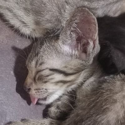 Choineedscoffee's profile picture. Pasistang rehimen, buwagin!
Pababain ang mga nakaupong ulupong, patumbahin!