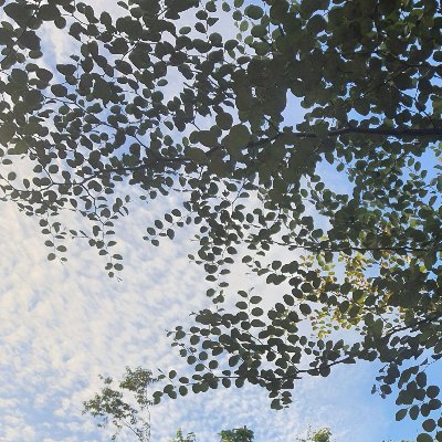 xbr_apabagus's profile picture. soar whilst permissible / resurrection is real
one perfect execution / we are to land
                                   استسلام/ تكبير