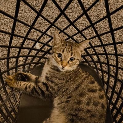 Wb066RtQi83wjHi's profile picture. 🐈 lover