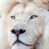 AnjolrasK22475's profile picture. 🇫🇷
🌟 ✝️✡️
🇫🇷🇫🇷🇫🇷🇫🇷🇫🇷🇫🇷🇫🇷🇫🇷