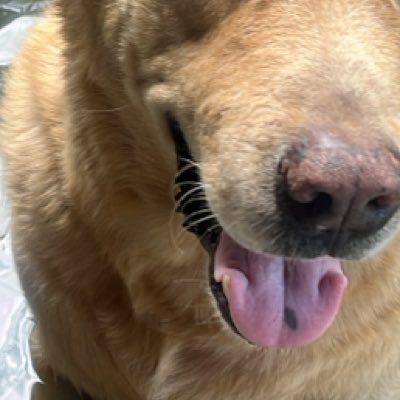 Sarochan11N's profile picture. ป้าติ่งทุกคู่ค่ะลูก