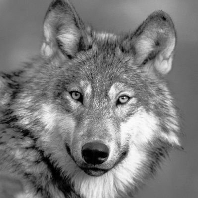 greywulf's profile picture. Living on the edge. Fell off.
https://t.co/QiisKo8suq
https://t.co/PANDiae378