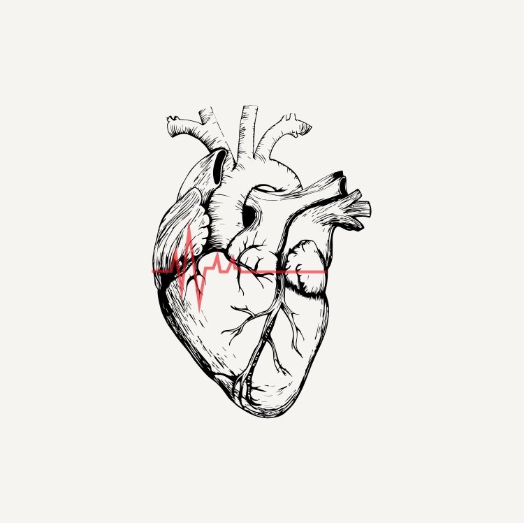 Pulsuscordis's profile picture. Daily motivation🌸