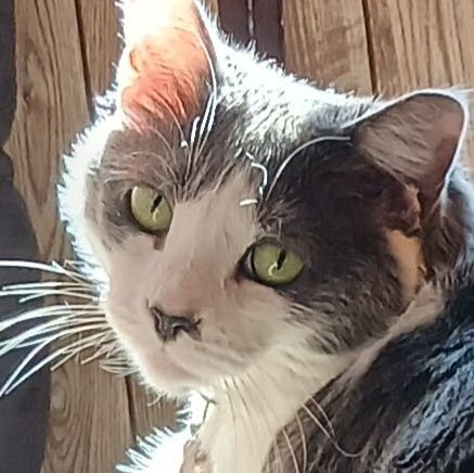 egglinsbest's profile picture. here to flop and bite my momey - 5 y/o gray tuxedo - cat mom is 19