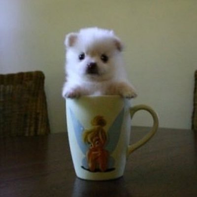 @doxie_gay