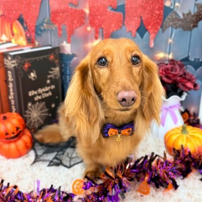 water_god123's profile picture. 愛犬りく（ #ミニチュアダックスフンド （♂）・2022年 5月24日生まれ🎂）の日常や自分の趣味（プロレス・野球・旅行など）などを投稿していきます♪ 宜しくお願いします🙇 ◆無言フォロー失礼します♪