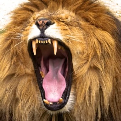 Skippah007's profile picture. 