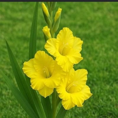 ShifeaM's profile picture. انا صريح وواضح واحب الصراحة والوضوع واكره المراوغة والنفاق وامقتهم وابتعد عنهم