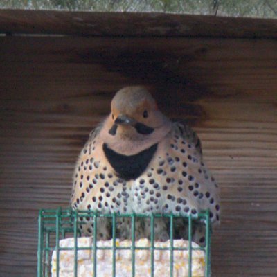 MattelynYoder's profile picture. birder
red wing blackbird enthusiast