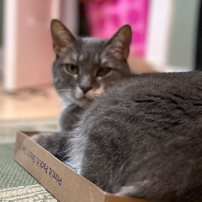 Carson1884986's profile picture. I have better things to do with my time than arguing with bots on Twitter, yet here I am.