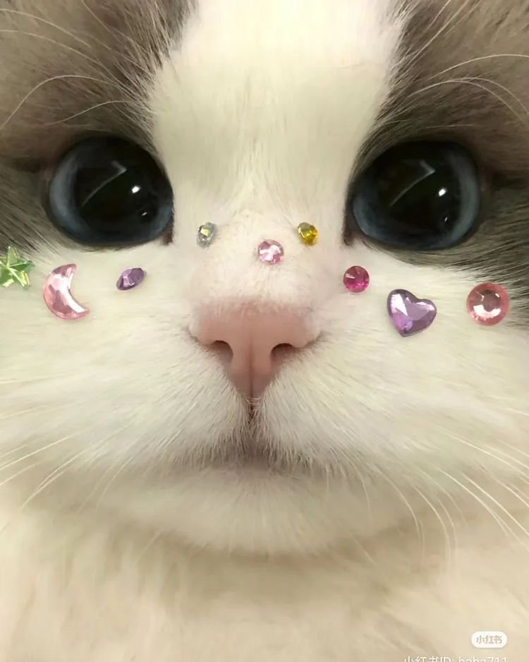 Chandra62441137's profile picture. ちゅるんの💎🍼