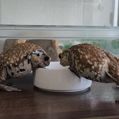 cornchaoisix's profile picture. みんな世界はお友達
賛成、反対も問題は解決しません
ではどう考えるか
今ある構造を変える
視ない選択肢もいいでしょう
でも生きるなら直視して欲しいです

蛙は箸休め

https://t.co/zZtaLOEGEx

https://t.co/n56vn6ySmJ