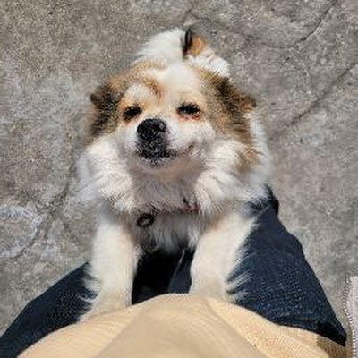 kokmiki0611's profile picture. 