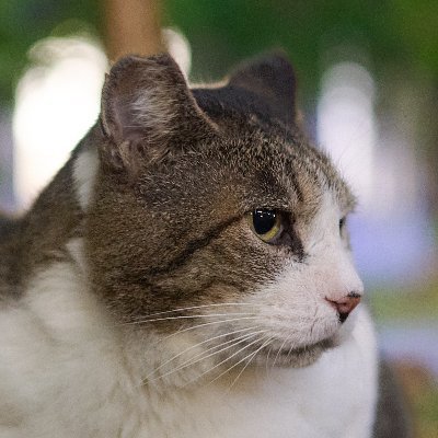 Sub_KPra's profile picture. サブ垢というか。日常ツイート、性癖、お気持ち等々なんでもありにします。 / 本体→ @M_KPra