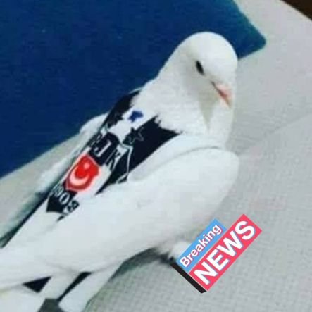 besiktaslikus's profile picture. senol gunesin manevi kizi