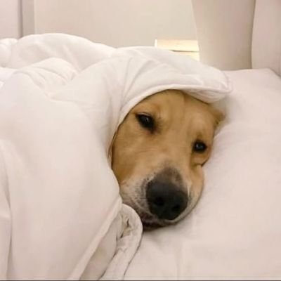 choi_sanwich's profile picture. she/her
シャメル