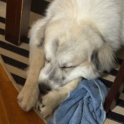 Aidonnotaiden's profile picture. 20, studying Economics. American Nationalist #freeconstantinople WANGHAF