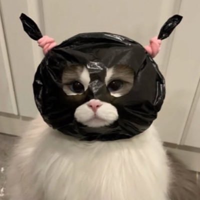 zoha_ml's profile picture.