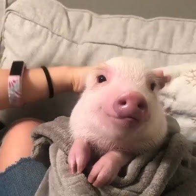 picciolibro's profile picture. 저 불법 계정 아닙니다 X님들 제발 저를 가만 놔둬주세요