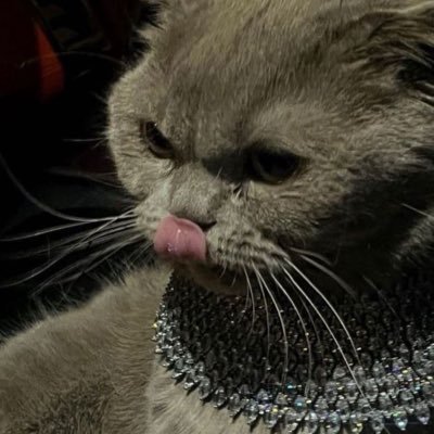 highness_j's profile picture. chasing beauty in every detail — timeless beauty, endless dreams