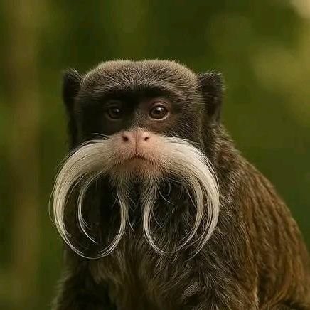 idaraayakang's profile picture. 