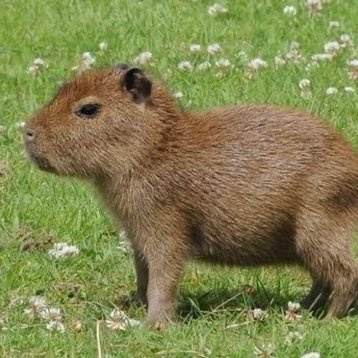 elirva_'s profile picture. 21 year old deercel ~ bideo gamr ~ i love family guy ~ CTI and Criminal Law ~ @dotmfn