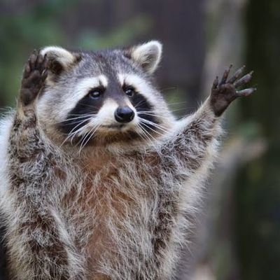 Elidanatto's profile picture. 