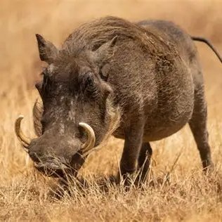 Pagancholo's profile picture. 