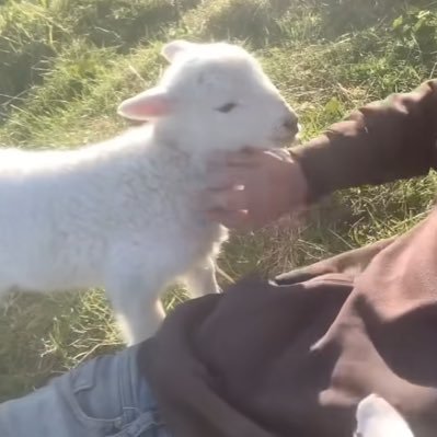 paradisoqew's profile picture. 