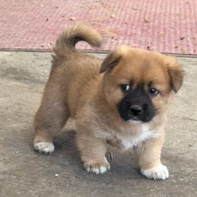 MonikaKuo_'s profile picture. Fighting for freedom, democracy, and human rights, boldly speaking out in chaos; in Christ's truth, I uncover peace and serenity, embracing a joyful life.