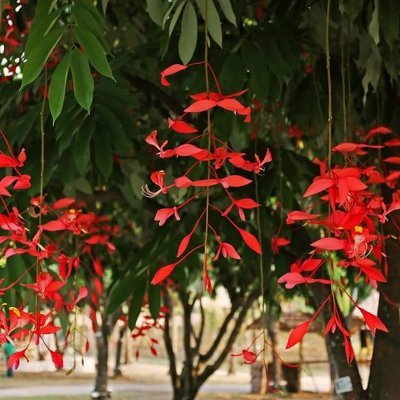 SawitteeN's profile picture. 