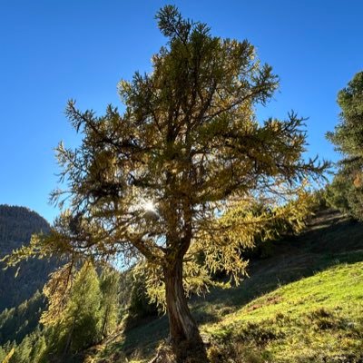 Francipani123's profile picture. 