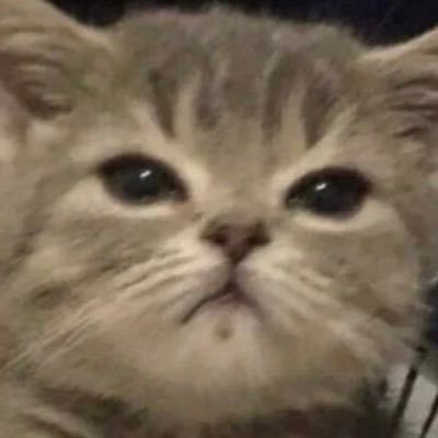 swaddeeeeeeee's profile picture. 7dream