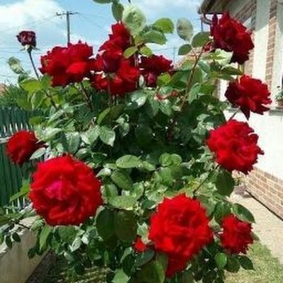 ajkll67608's profile picture. 