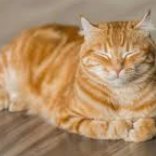 haasjo2's profile picture. 