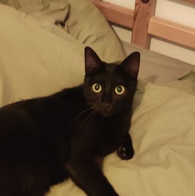 pyropatechnic's profile picture. Ancien sous-officier 🇲🇫. Supporter inconditionnel du CAB, du CSP et du FC Metz. L'ironie est une seconde nature !