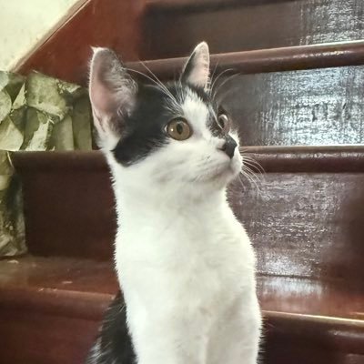 Pingli81's profile picture. ติ่งแงว
