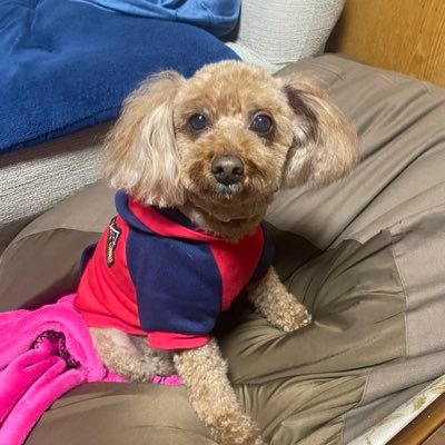 nakashimamu's profile picture. 