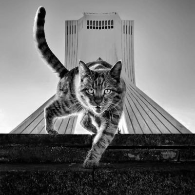 Majdal89's profile picture. عروبيّة من فلسطين