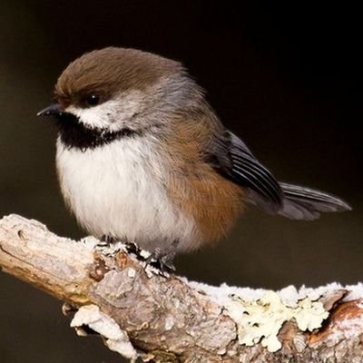 degliuccelli's profile picture. ragazzo dell’uccello azurro, del sole | lui/él/he 🏳️‍⚧️ | multilingue |