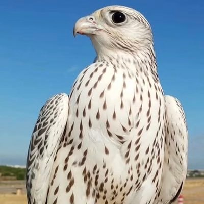 WaleedYous23548's profile picture. الصكور تميزها من مخالبها