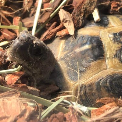 tortgirl4242's profile picture. 