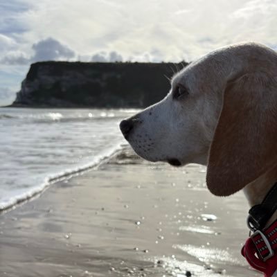 Ewok1973's profile picture. loves cake, animals, trees and sky - hates raw cheese, Christmas, other drivers and weak tea.